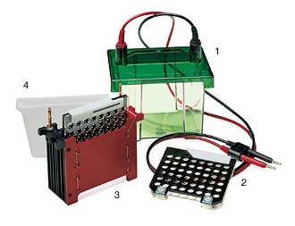 ����С��Trans-Blot�D(zhu��n)ӡ��